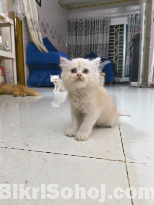 Persian kitten 2 months